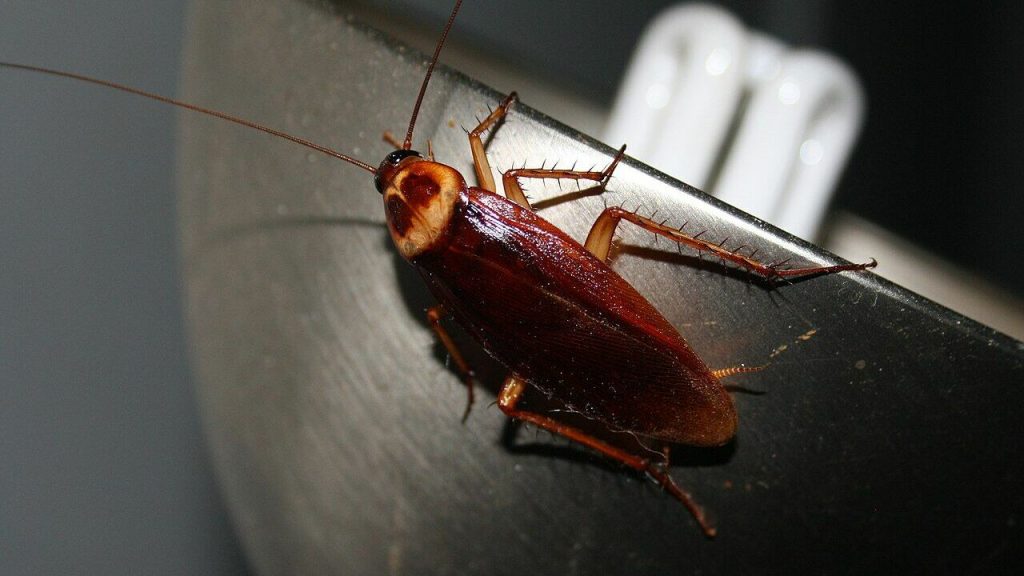 S touto voňavou rostlinou, která působí jako přírodní insekticid, se švábům vyhnete v kuchyni.