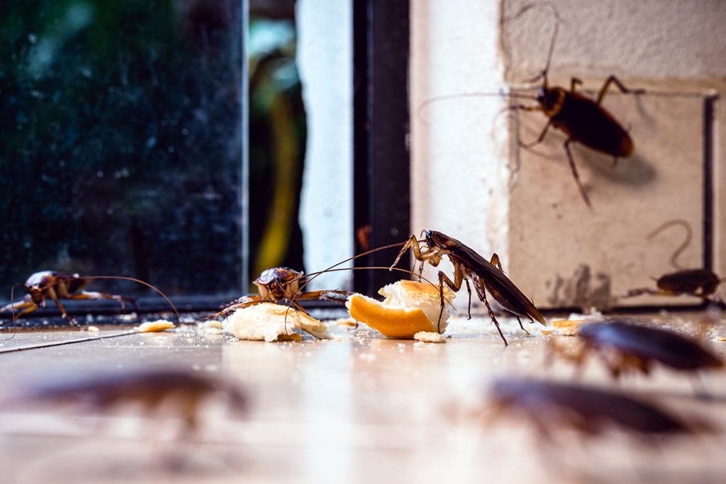 S touto voňavou rostlinou, která působí jako přírodní insekticid, se švábům vyhnete v kuchyni.