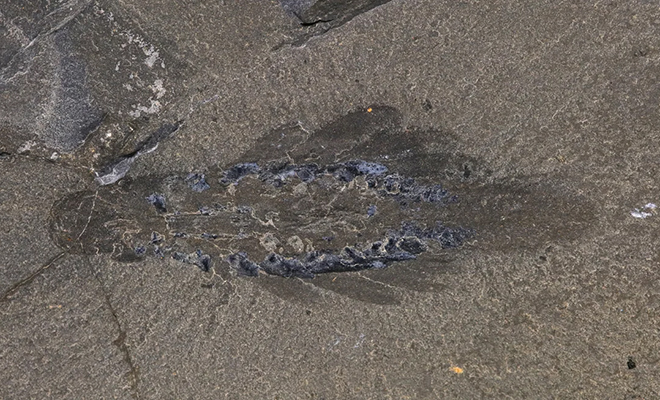 Byla nalezena fosilie podivného tříokého dravce s ostrými pažemi, který žil před 500 miliony let