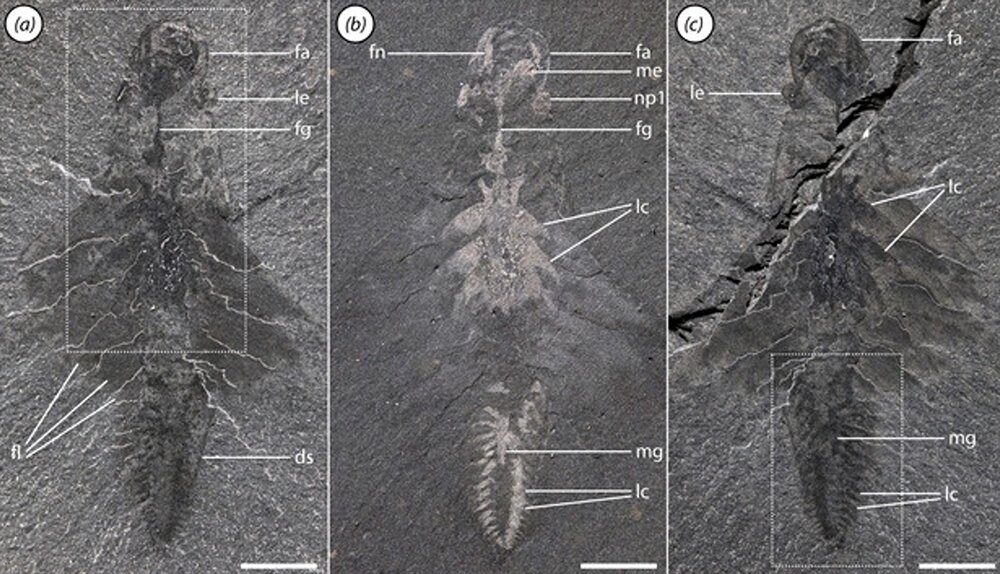 Byla nalezena fosilie podivného tříokého dravce s ostrými pažemi, který žil před 500 miliony let