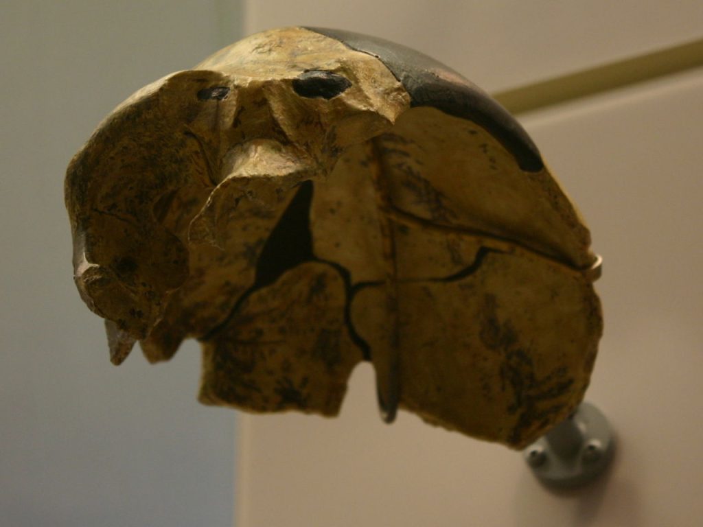 Archeologové objevili 300 000 let starou lebku, která se „nepodobá žádnému lidskému předkovi“