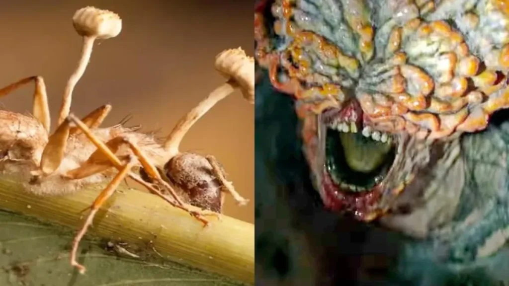 Byla nalezena tarantule „posedlá“ houbou z filmu The Last of Us a vědci se obávají, že by se mohla vyvinout a nakazit člověka