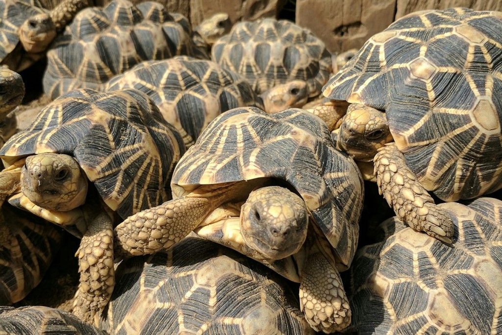 Proč proces tvorby šupin u želv odporuje známým faktům evoluční biologie