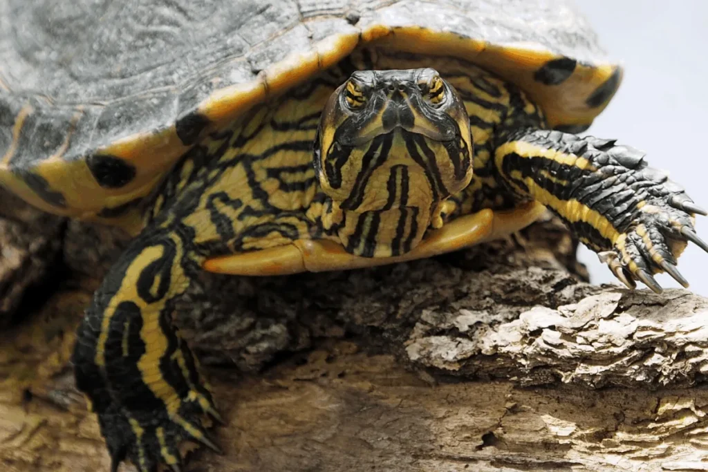 Proč proces tvorby šupin u želv odporuje známým faktům evoluční biologie