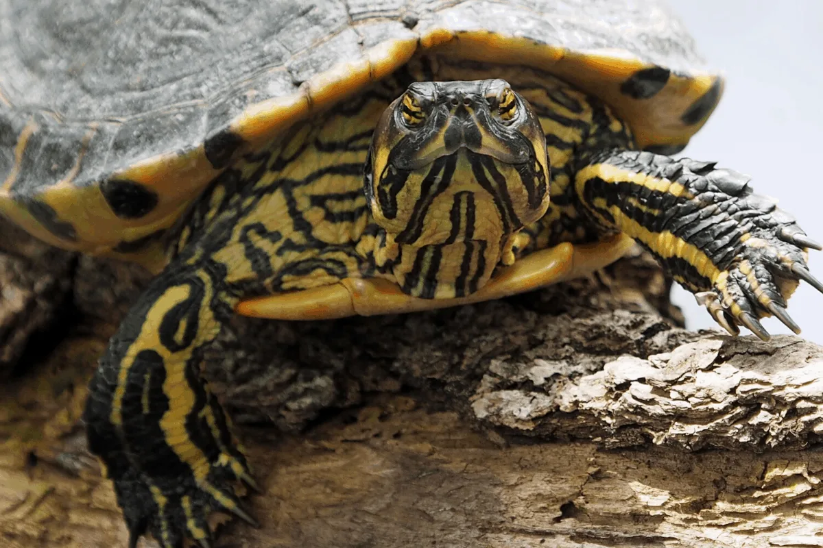 Proč proces tvorby šupin u želv odporuje známým faktům evoluční biologie