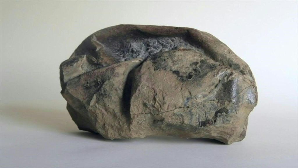 Pohřbeno před 68 miliony let: obří vejce pojmenované „míč“ převrací doktrínu prehistorické vědy v Antarktidě
