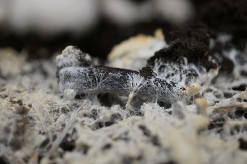 Houby, které jedí textil: úžasná metoda, která znovu vynalézá recyklaci