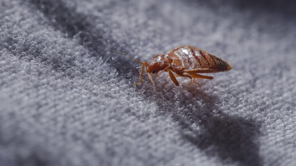 Odborníci varují před nákupem těchto předmětů. Jsou to semeniště švábů, štěnic a plísní